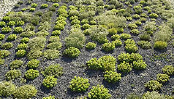 shrubs in garden